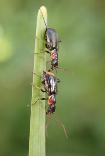 Axinotarsus pulicarius